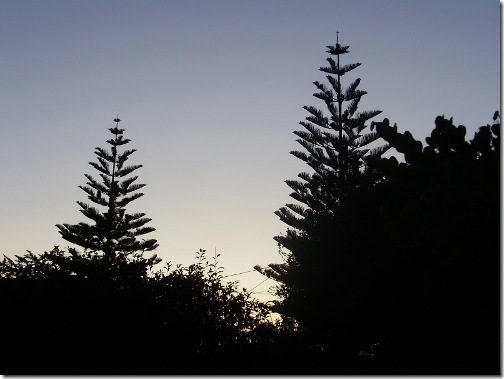 Trees