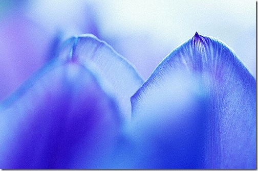 Blue tulip