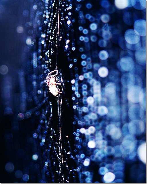 Spider in the blue web full of drops