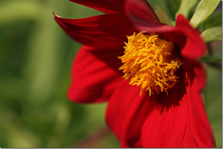 Red flower in the evening