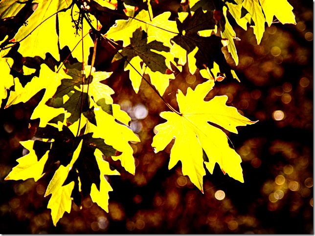 pulen.info - Branch of light green leaves