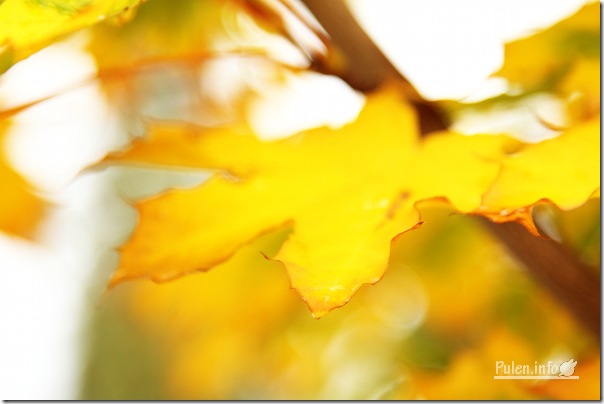 @ Pulen.info - Золота осінь - Bright yellow leaf