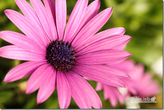 Pulen.info - Pink daisy