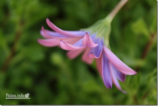 Pulen.info - Purple daisy