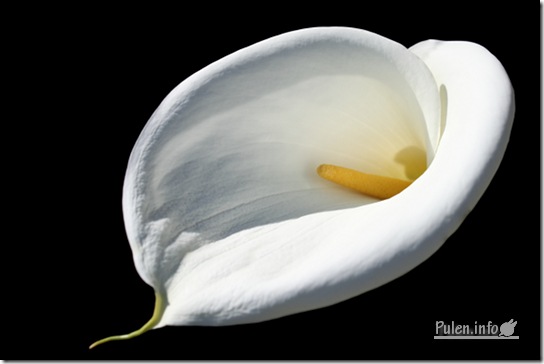 White calla full small