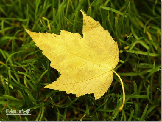 Bright yellow leaf on grass