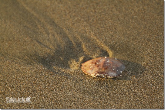 Pulen.info - Crab shell in the sand