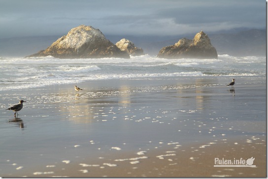 Evening beach with two rocks in water and seagulls 2